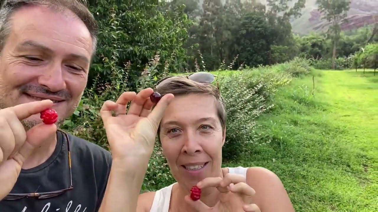 Brazilian cherry : la cerise de Cayenne