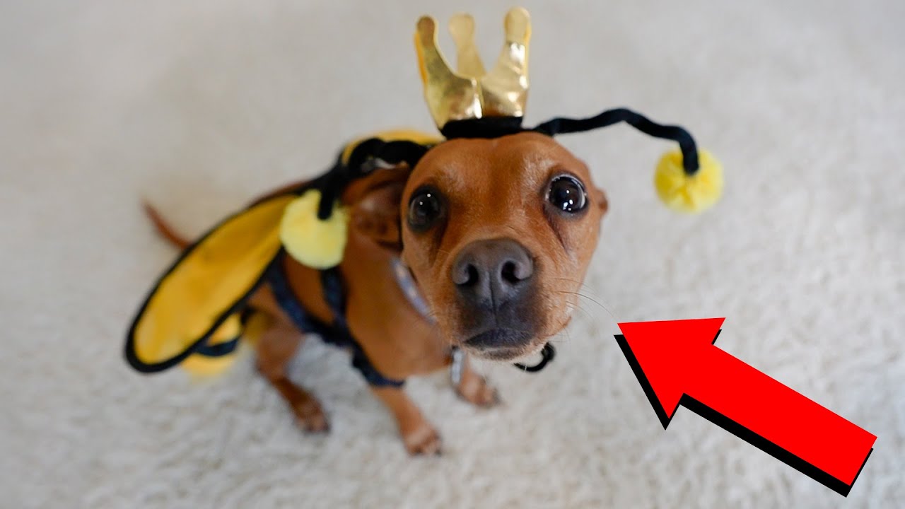 I Bought My Dogs HALLOWEEN COSTUMES...