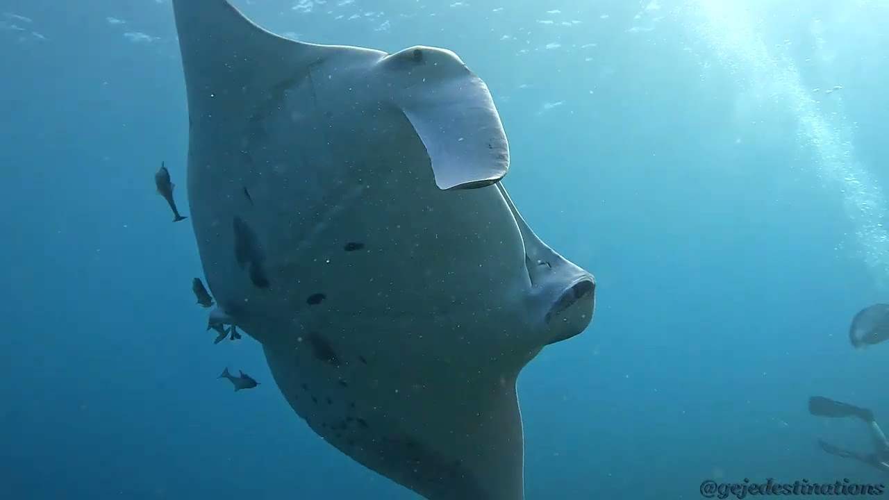 Manta Ray 4K