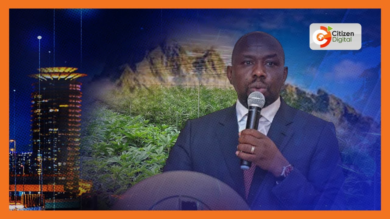 Security officers discover multi-million bhang plantation inside Mt. Kenya Forest