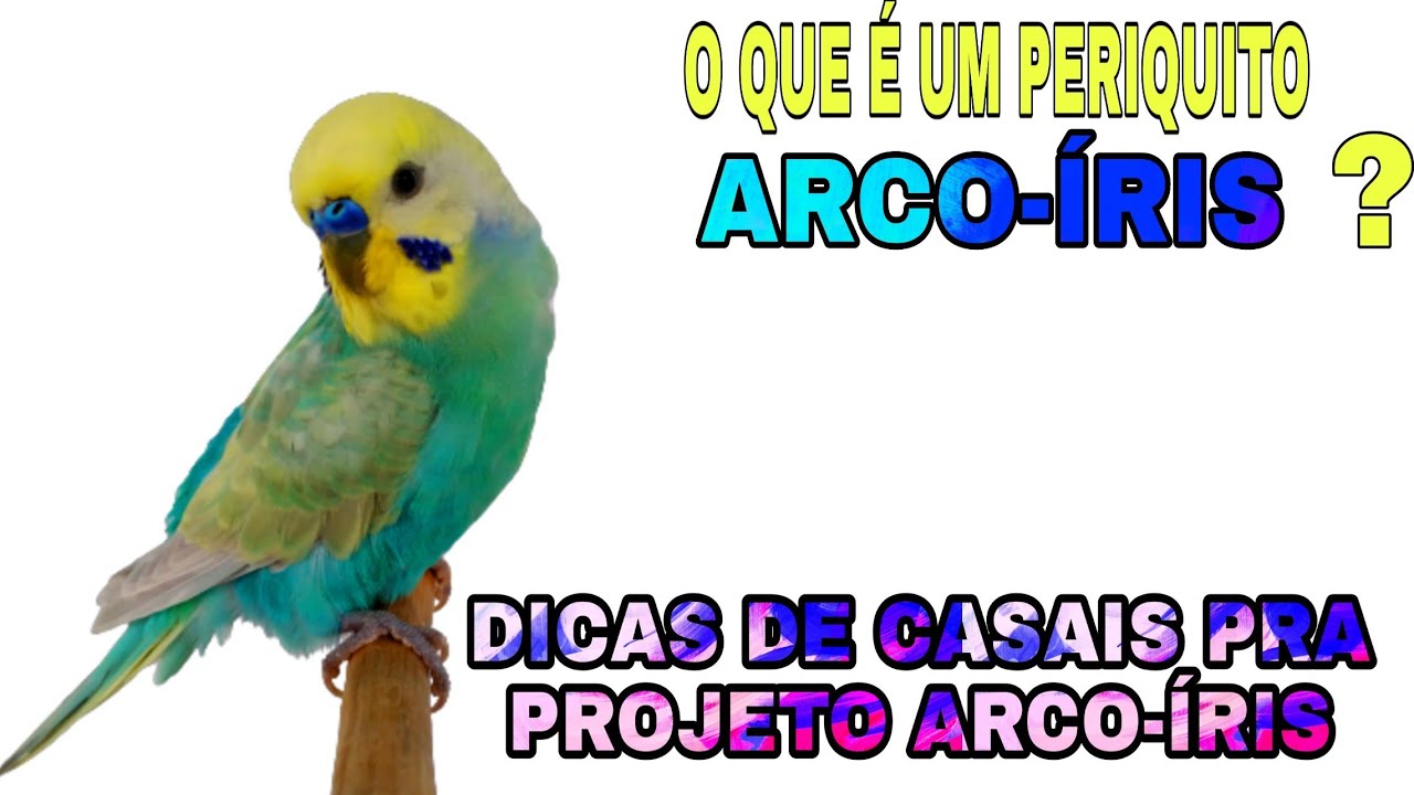 Dicas de casais pra iniciar um projeto Arco-íris