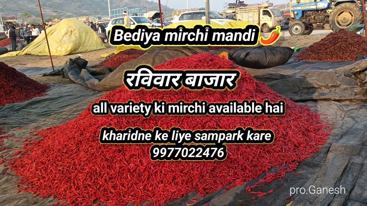 Bediya mirchi mandi 🌶️ cont.9977022476 #video #viral #trending #redchilli #spicy #food #adivasisong