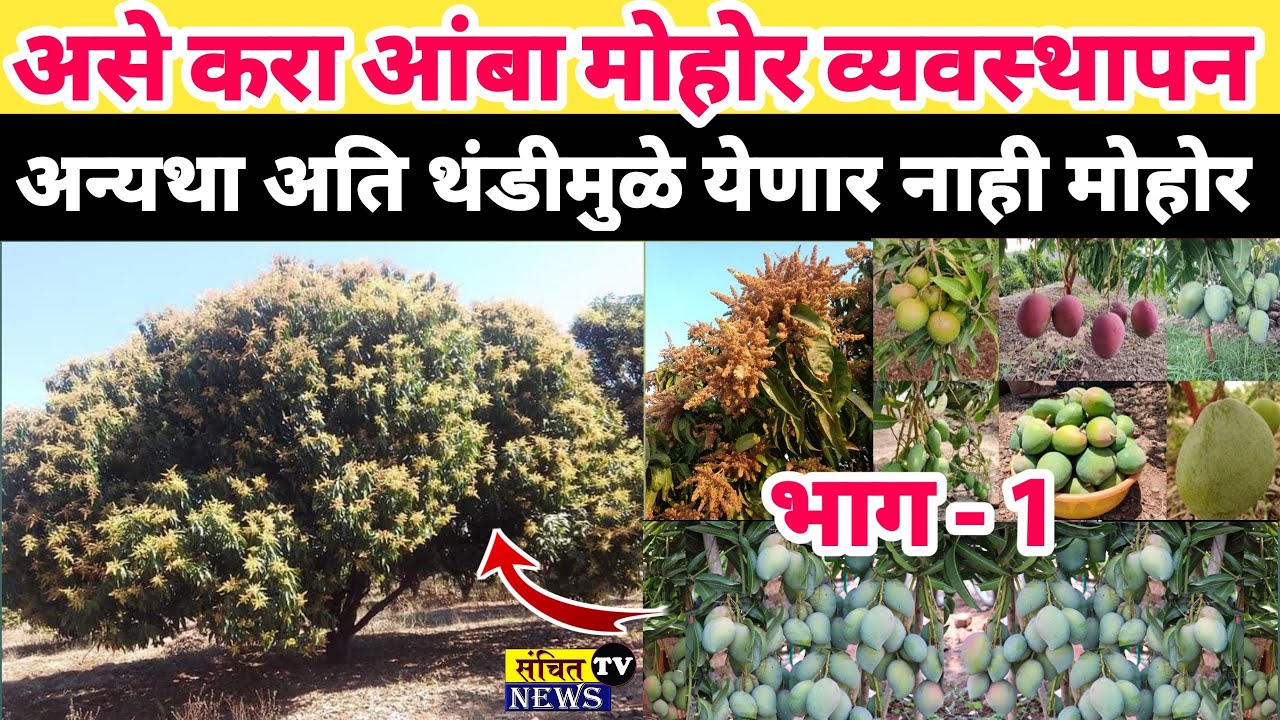 आंबा महर्षी श्री राजगोंडा पाटील यांचे शेतकऱ्यांना मार्गदर्शन | आंबा मोहर व्यवस्थापन | भाग 1