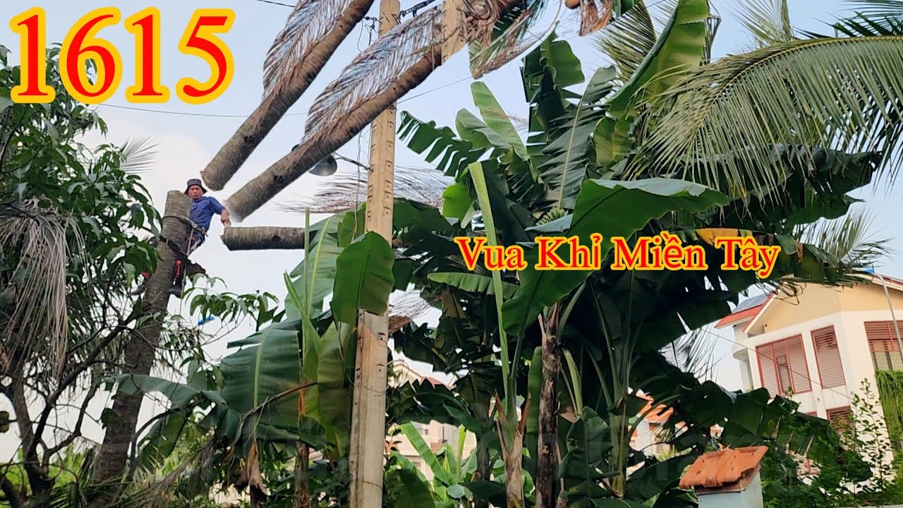 Vua Khỉ Miền T&acirc;y cưa đẩy phần ngọn của c&acirc;y Dừa qua khỏi v&aacute;ch tường cao (2/2) Cutting coconut trees