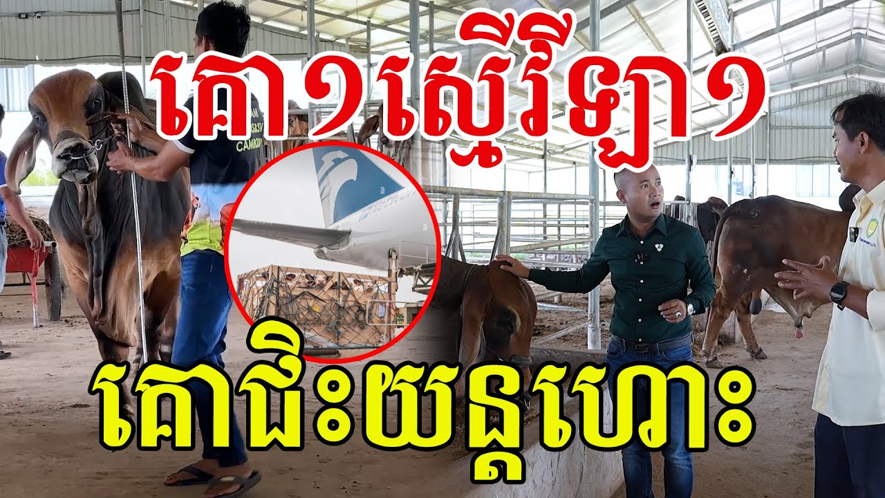 គោ១ស្មើវីឡា១ គោជិះយន្តហោះ សរសើរជំនាញយកស្ពែមបានល្អ