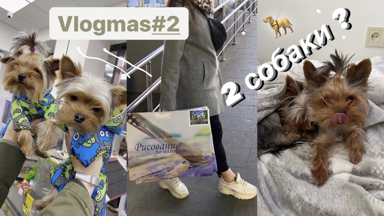 vlogmas #2 | почему у нас 2 собаки