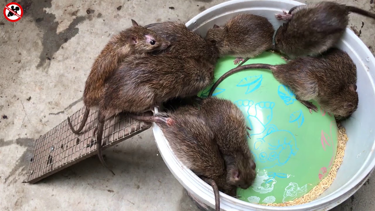 The best video I've ever seen # Rat trap | Top 10 pi&egrave;ge &agrave; souris &eacute;lectrique