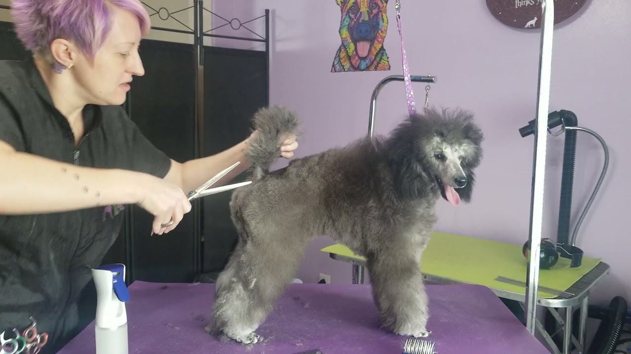 Poodle Puppy Show Trim part 1
