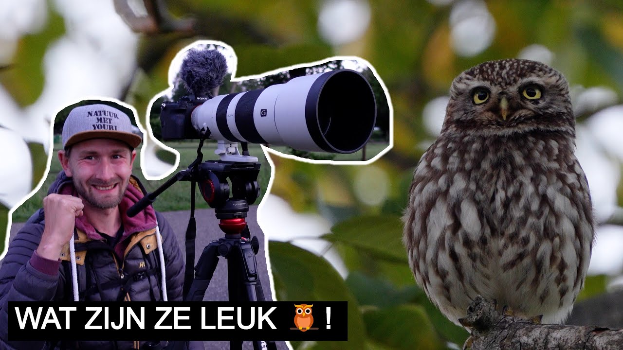#263: Steenuiltjes in de Achterhoek 🦉 | Sony A7 IV