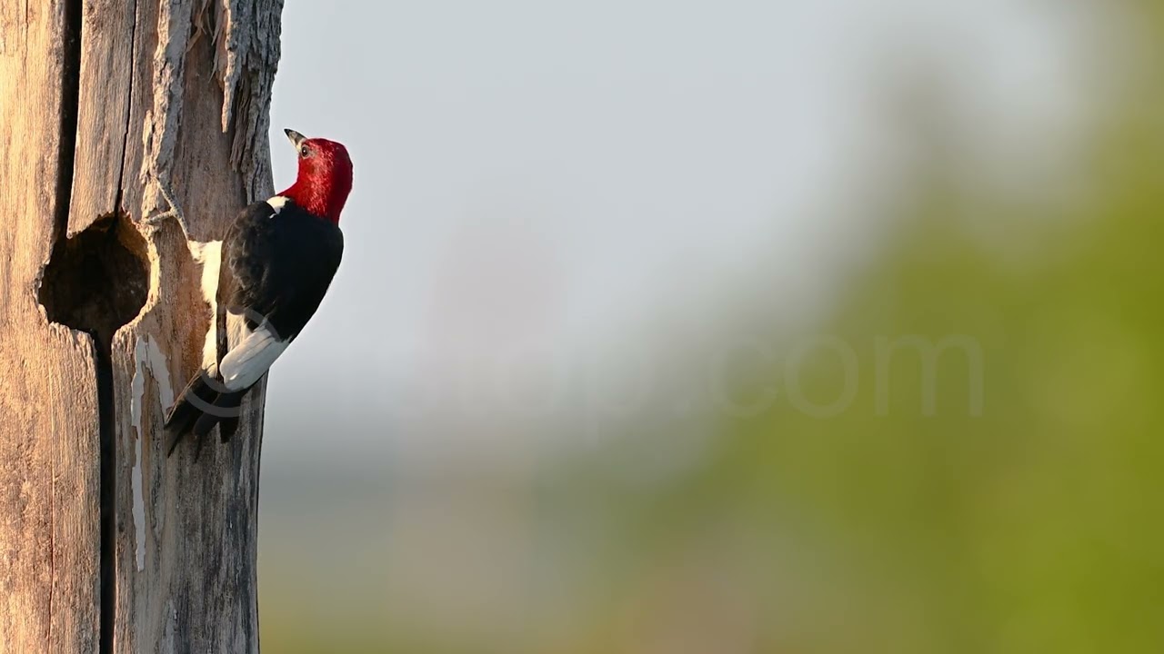 Evening snack served by Red-headed woodpecker! #fstopdotcom #wildvisiondotcom #redheadedwoodpecker
