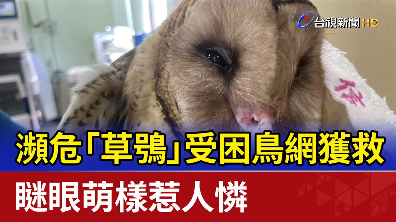 瀕危「草鴞」受困鳥網獲救 瞇眼萌樣惹人憐