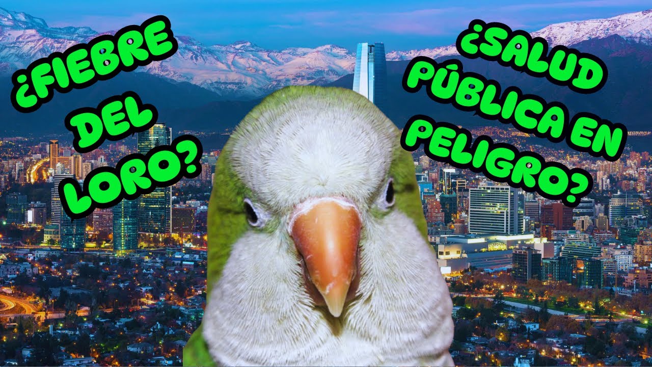 INVASIÓN. LA COTORRA ARGENTINA en CHILE. Salud pública en PELIGRO