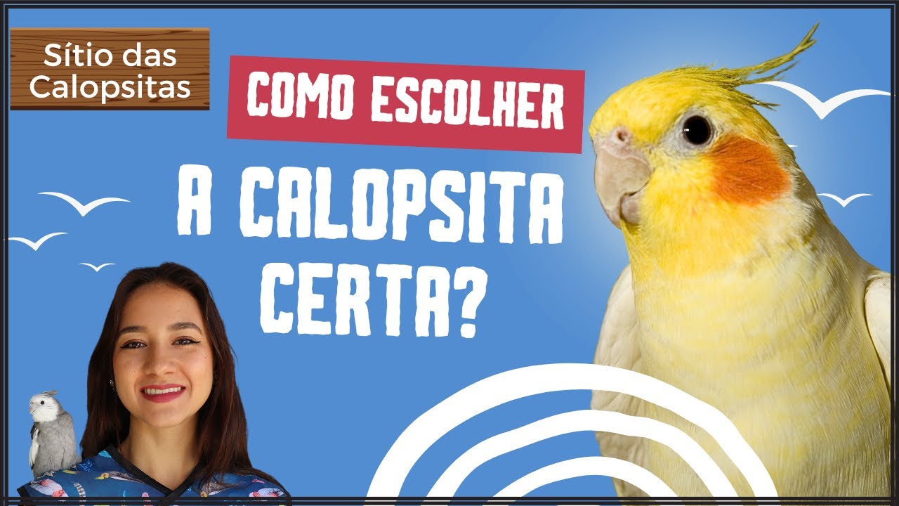 COMO ESCOLHER CALOPSITA? SEXO, IDADE E SE É SAUDÁVEL