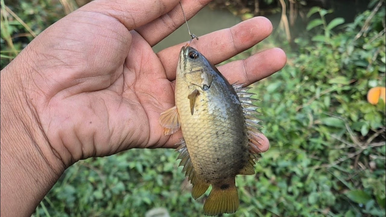 Câu Cá Giải Trí Ở Miền Núi