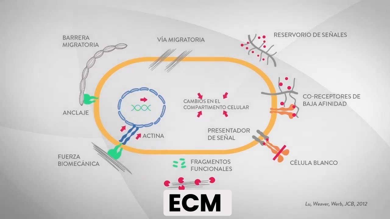 Pathology of the Extra Cellular Matrix (ECM)