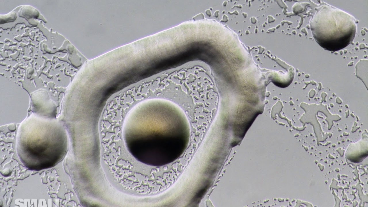 Paenibacillus Bacteria Collective Motility on Solid Media | 2018 Nikon Small World