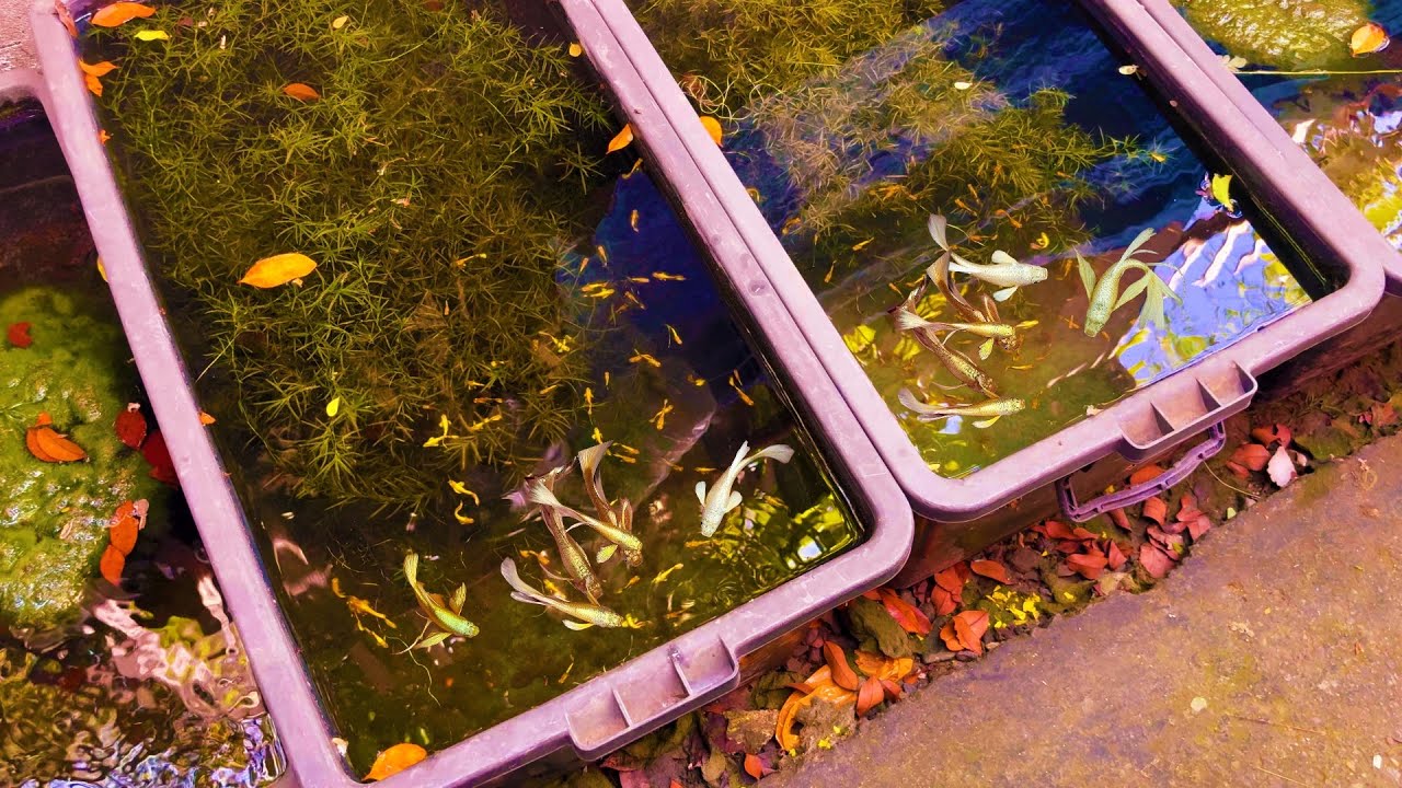 Уход за террариумом на открытом воздухе, обустройство, а также мой новый сорт гуппи просто бомба! 😱