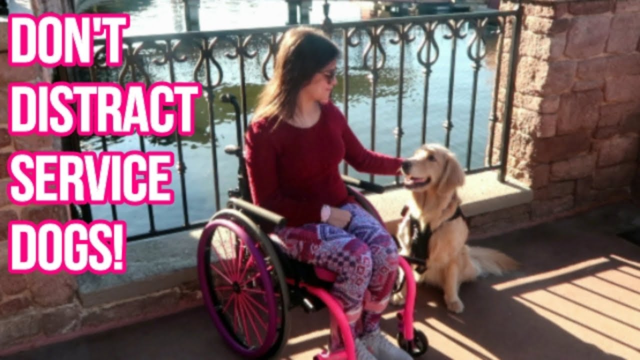 🐶 Service Dog at Disney: STOP PULLING HER TAIL! 😤(12/6/18)