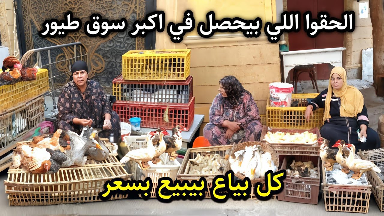 مش معقولة 😱 اسعار الطيور النهارده البياعين اتجننوا قبل المدارس على البط والوز وفراخ التربية