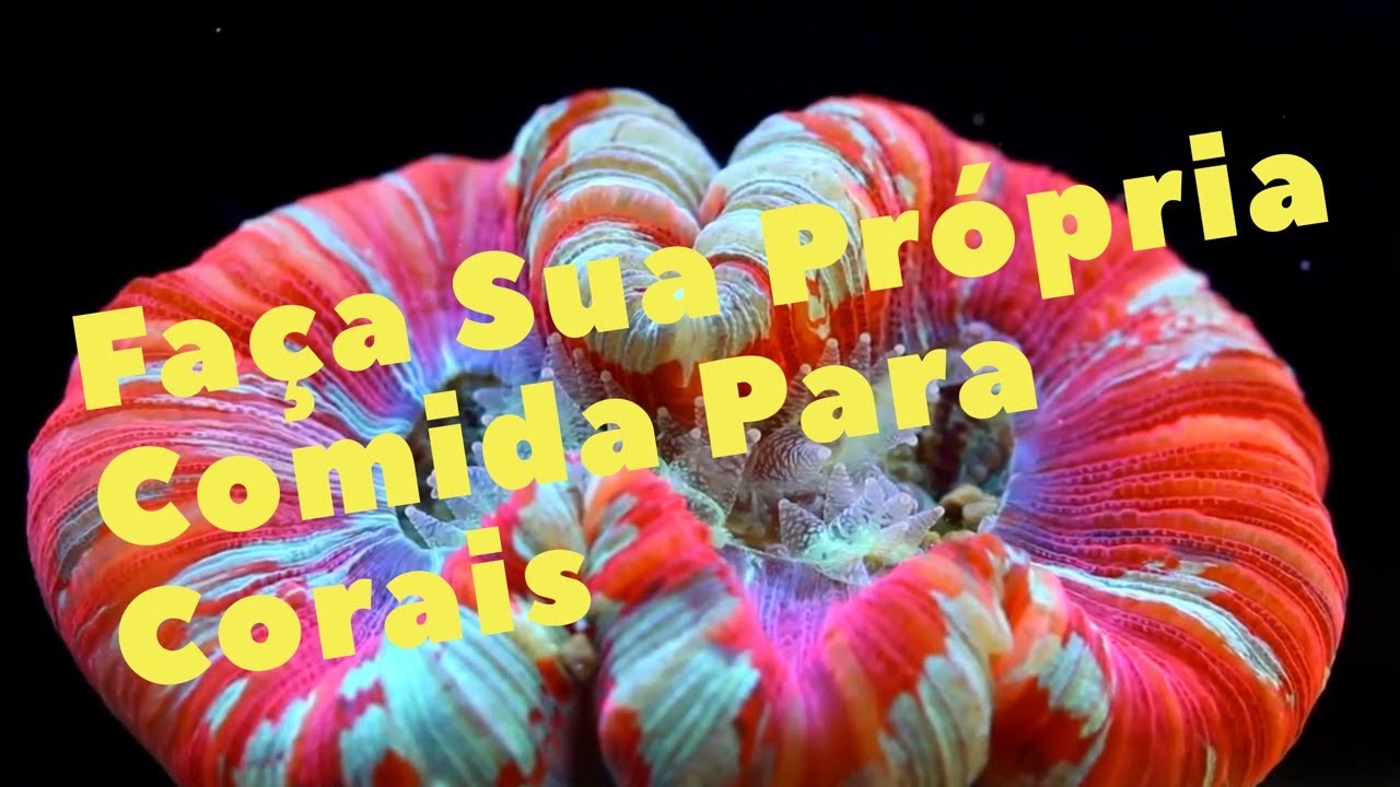 Como Fazer Sua Própria Comida Para Corais