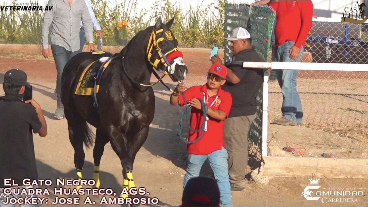 🌋GRAN FINAL Camp. de Campeones. 👑El Gato Negro🐈‍⬛👑. San Marcos Race Track, AGS.