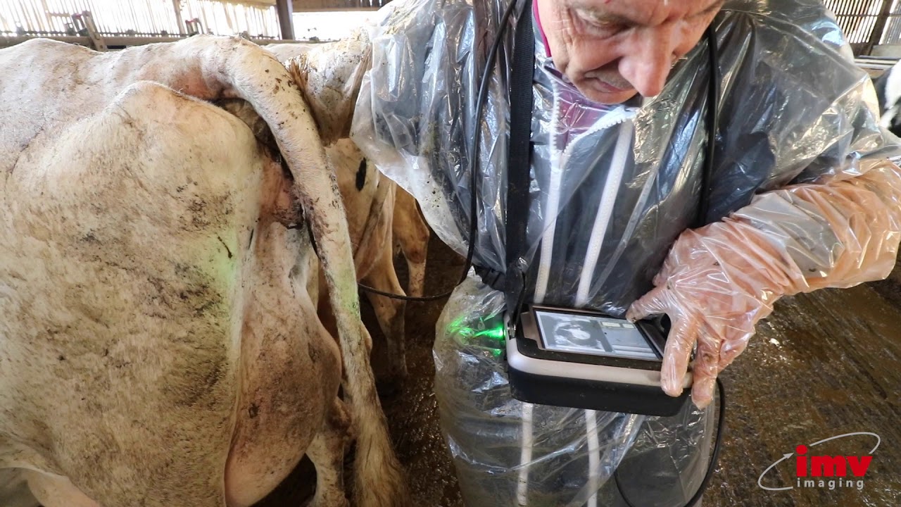 L'IMAGO en action dans une ferme bovine