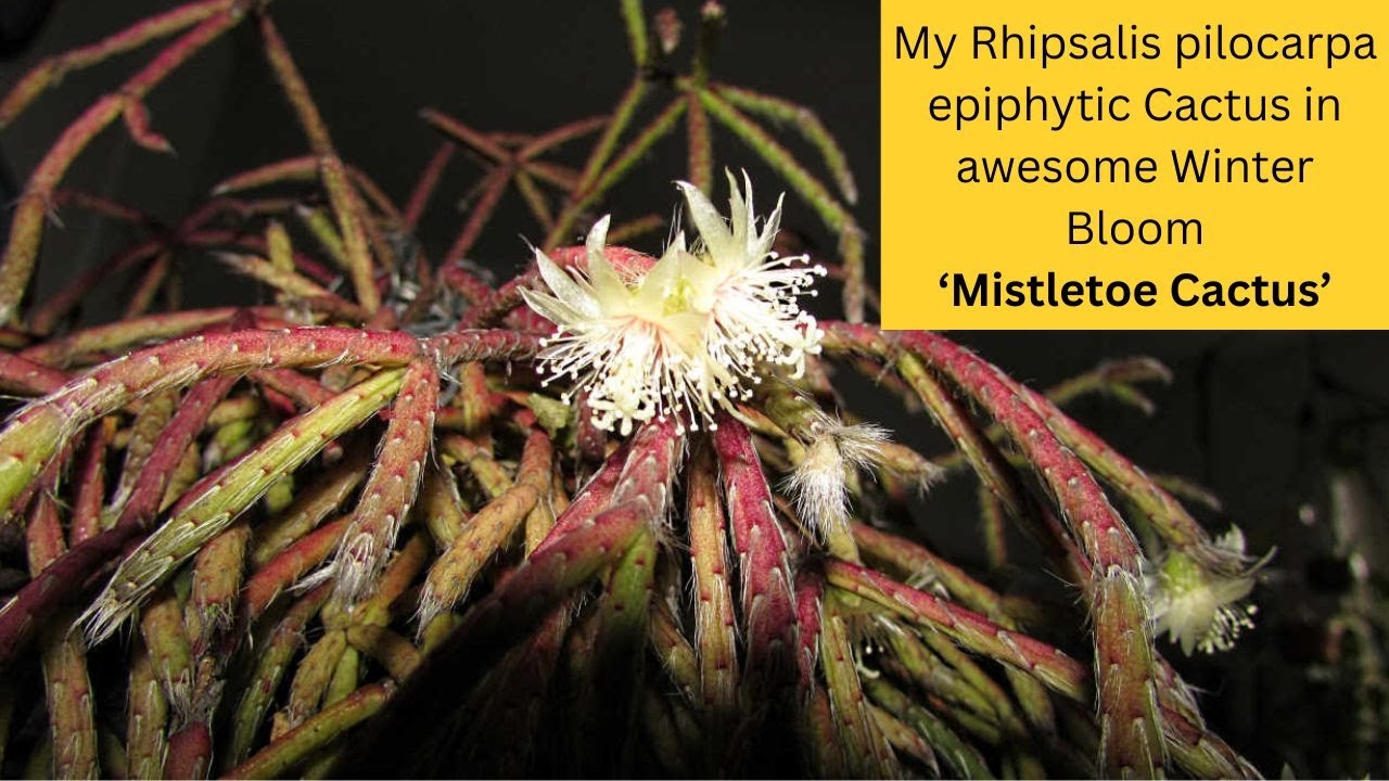 My Rhipsalis pilocarpa epiphytic Cactus in AWESOME Winter Bloom | Mistletoe Cactus #cacti #cactus