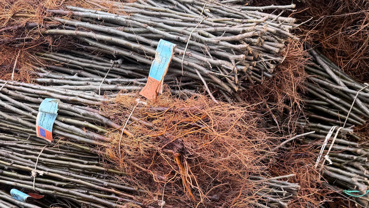 Rootstock propagation #farming #kvf #apple #applefarming #kashmir