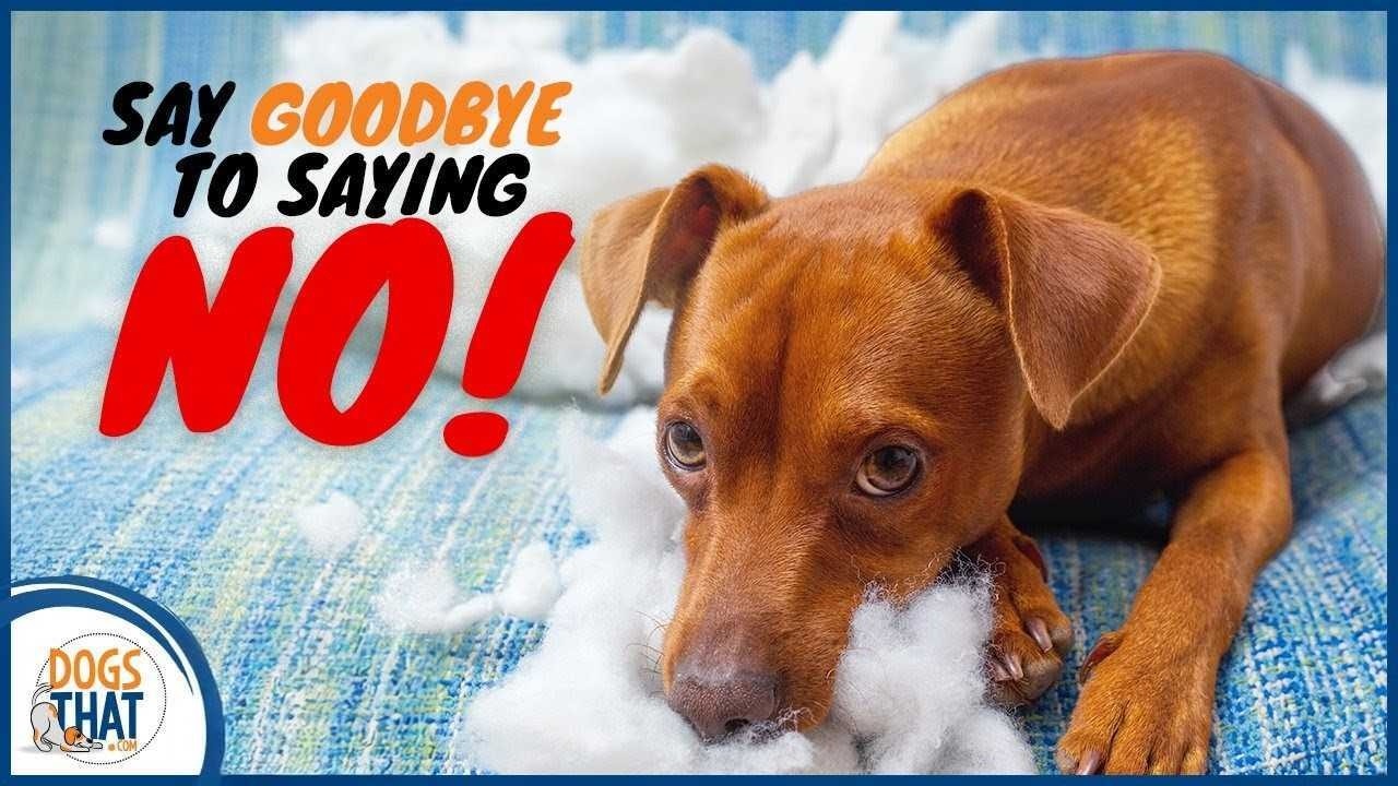 Why I Don’t Use The Word “No” With My Dogs And What I Teach Instead