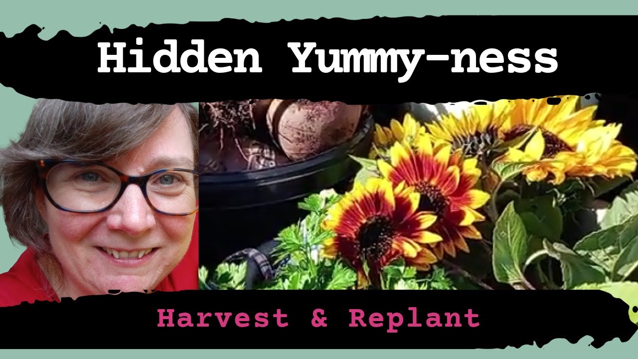 September Harvest Reveals Unexpected Treasures