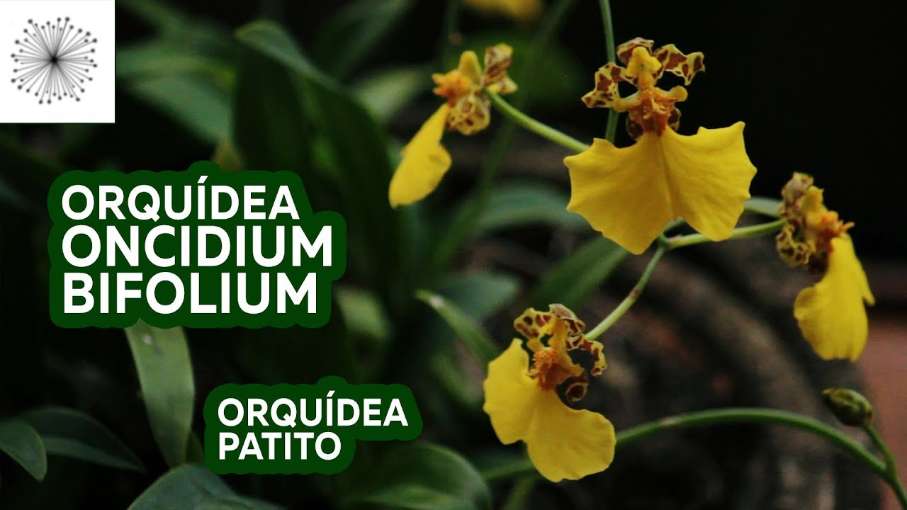 Todo sobre la Orquídea Oncidium bifolium