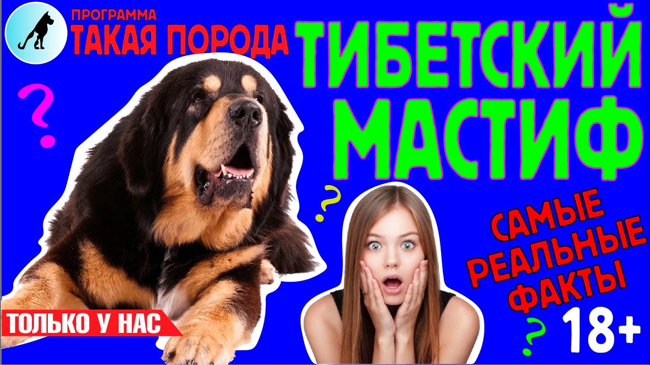 Такая порода. Тибетский мастиф