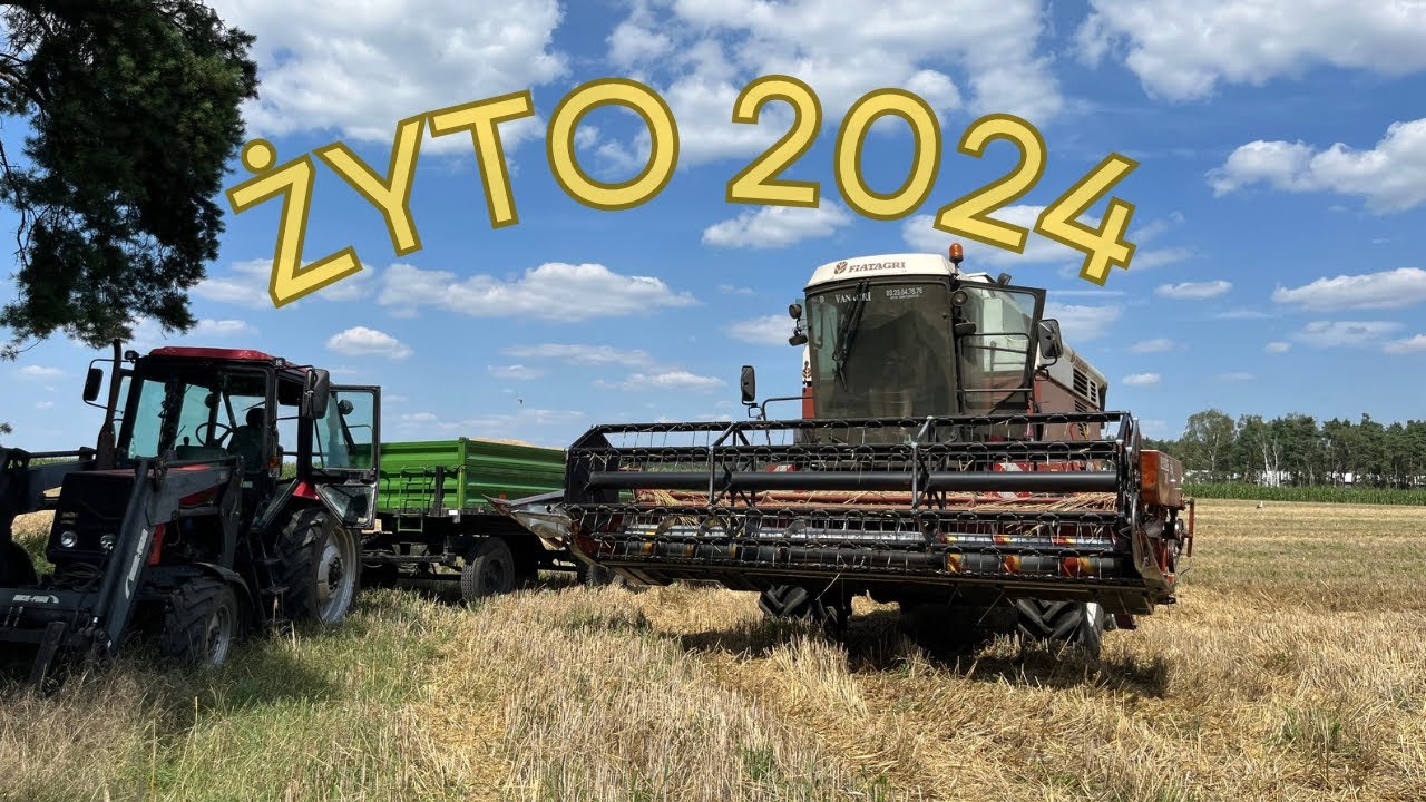 🇵🇱żniwa żyta 2024🇵🇱 fiatagri oraz mtz w akcji🔥🔥