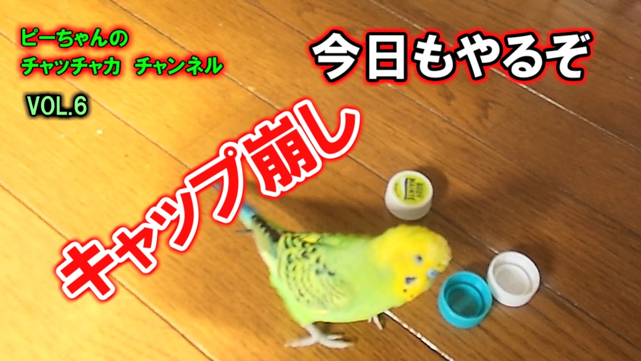 セキセイインコのピーちゃん VOL6。今日もキャップ遊びが中心ですが、元気に遊んでいるピーちゃん応援してください