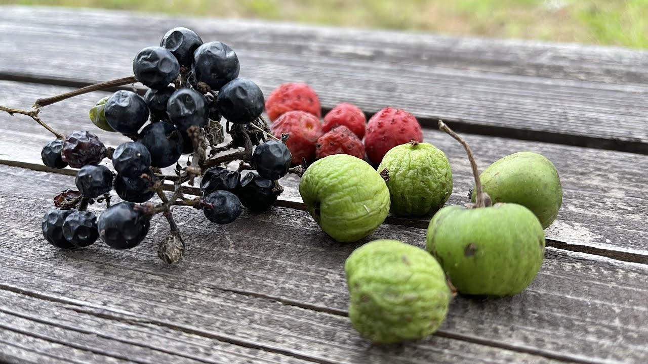 山のフルーツ３種