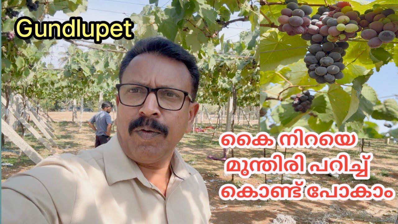 വയനാടിന് അടുത്ത് മുന്തിരി പാടം |Grape Farming|Ashly Bathery Journey