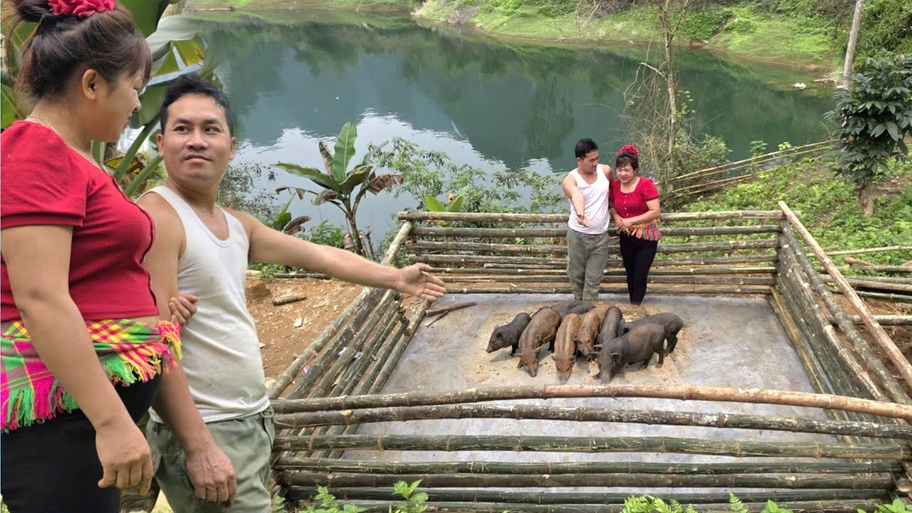 DREAM HOUSE: frame completed - CEO Ngoc catches a herd of wild boars to give to Ly Tu Nga