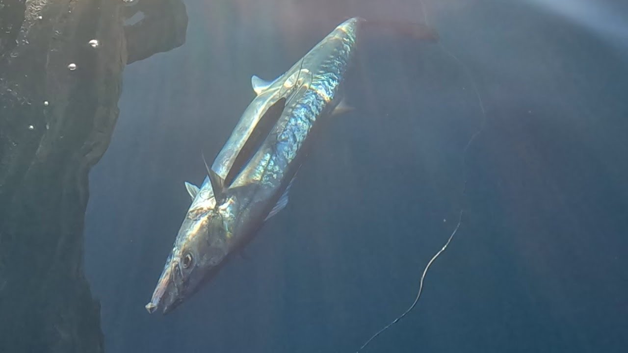 SARDA CAVALA, NA ISCA ARTIFICIAL. GUARAPARI-ES PESCARIA