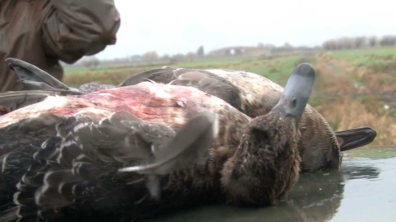 Wildfowling in Somerset with an Armsan A612 Shotgun
