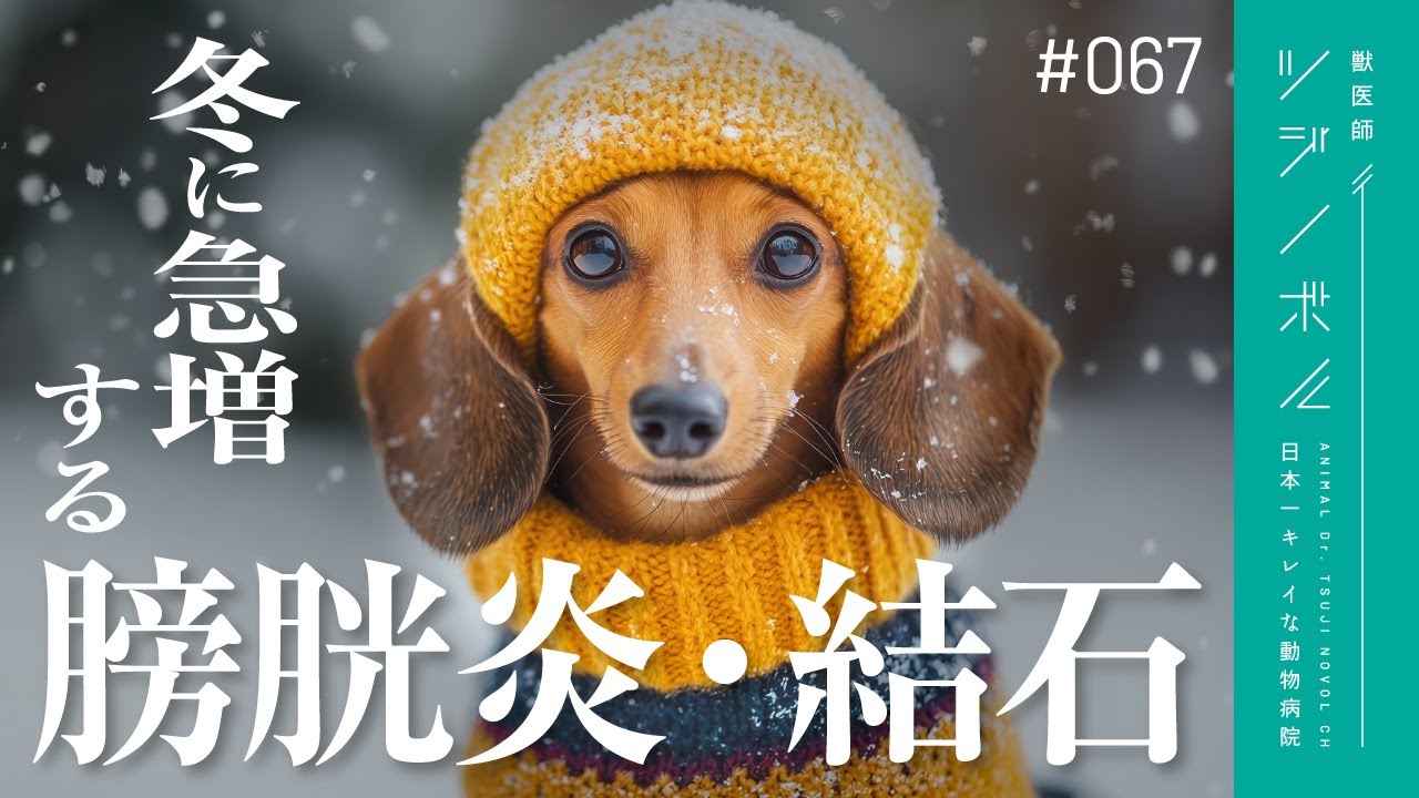 【放置厳禁】冬に増加するわんちゃんの膀胱トラブル、こんな症状はすぐに病院へ【獣医師ツジノボル】
