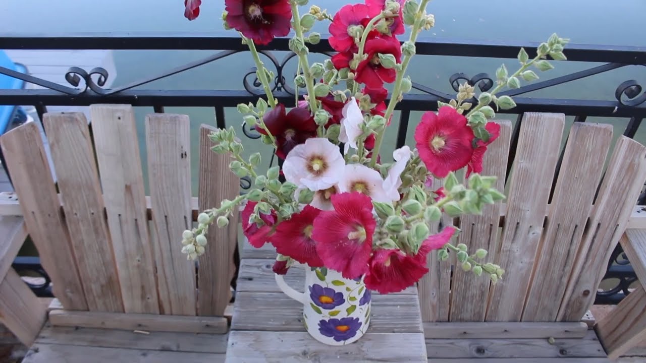 How To Harvest & Condition Hollyhocks To Use As Cut Flowers ~ Ep 108