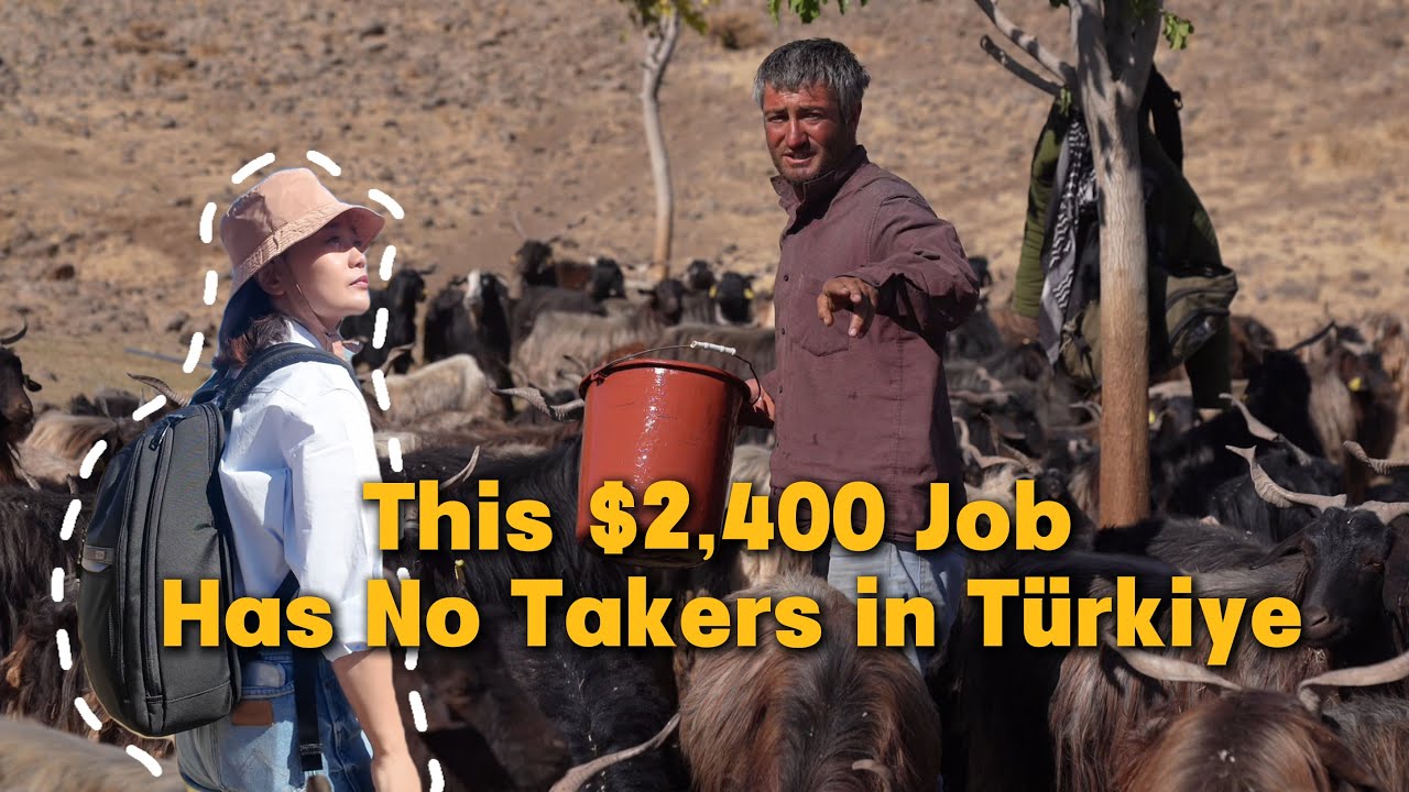 This $2400 Job Has No Takers In Türkiye#farmlife#shepherd #türkiye