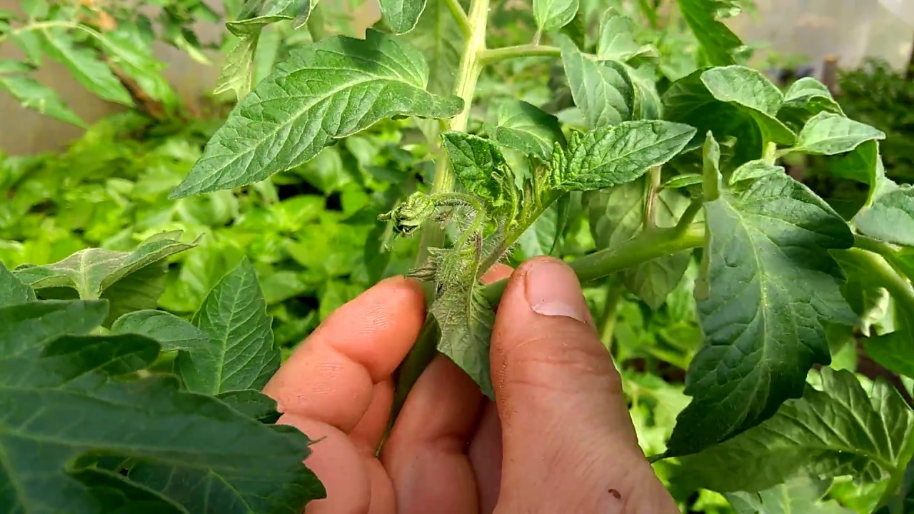 Growing Giant Apple Tomato Pinciranje zalamanje i odrzavanje paradajza u plasteniku