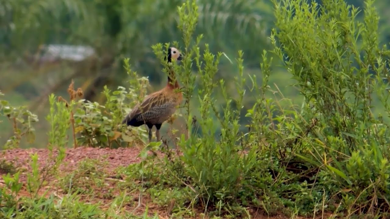 WHITE-FACED WHISTLING-DUCK Taking care of the partner around the nest (DENDROCYGNA VIDUATA), IRERÊ.