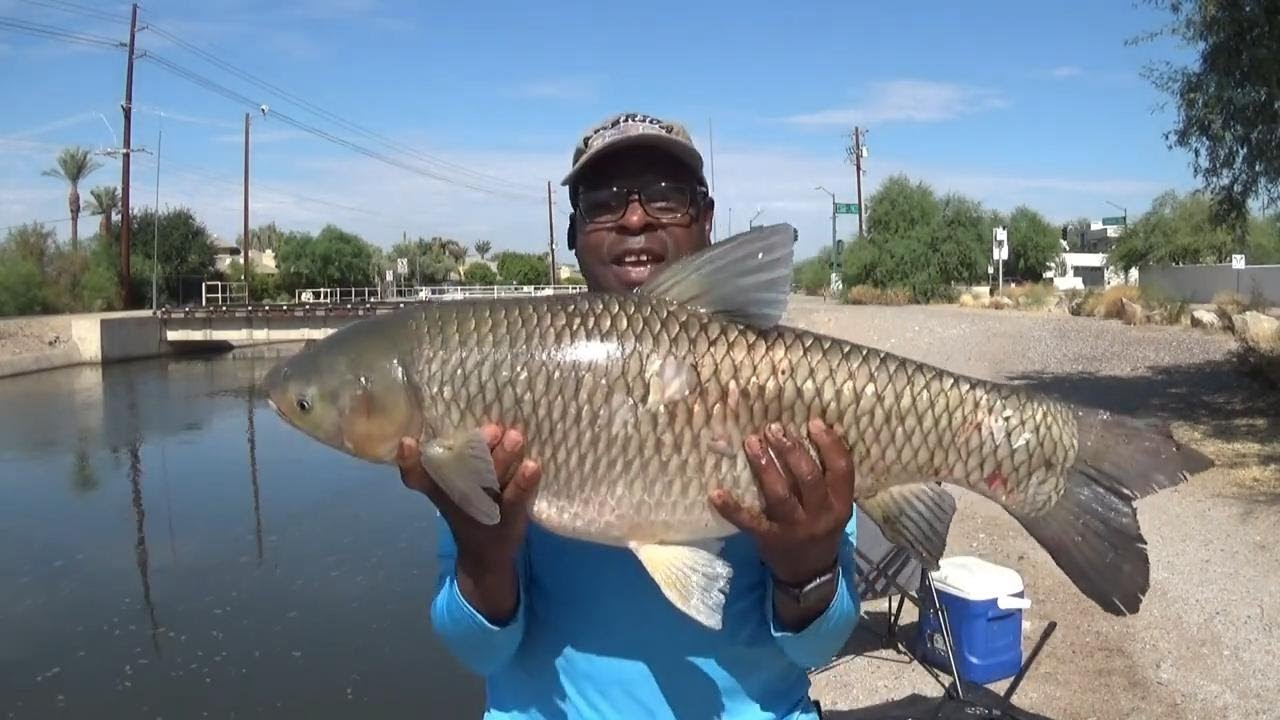 How I Caught a 24 pound Grass Carp  in Phoenix ARIZONA