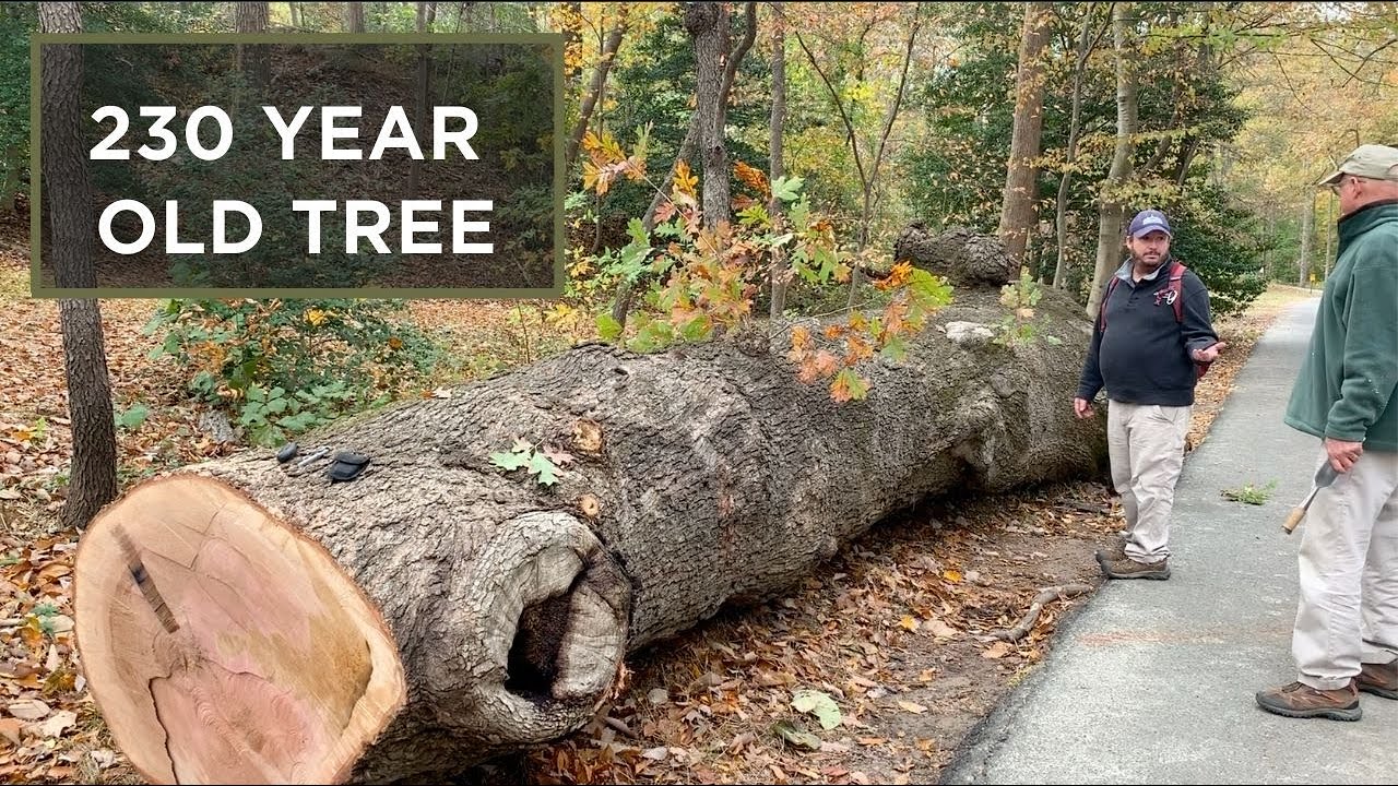 A 230-year-old Tree Falls at Mount Vernon