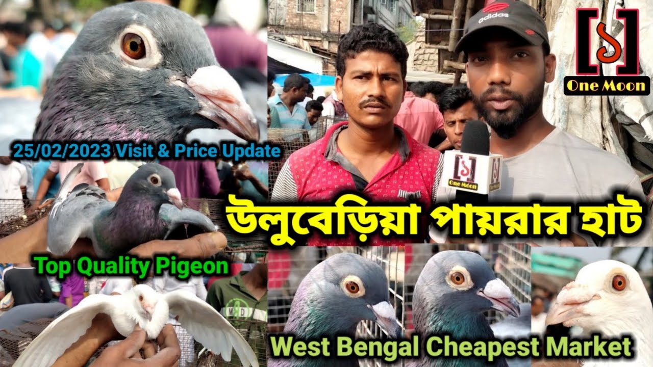Uluberia Pet Market |Current Exotic Pigeon's Price Update at Uluberia 25/02/2023 Visit |@OneMoon1