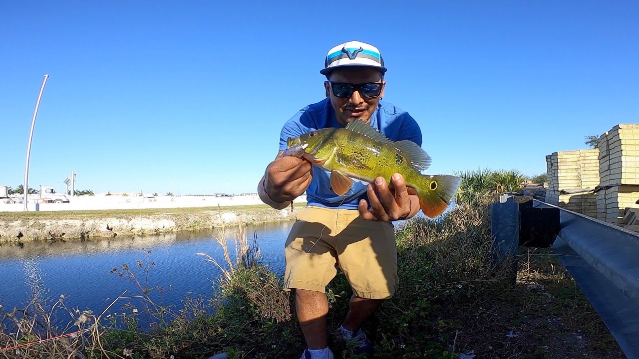 Pesca de Tucunares y Tilapias Gigantes