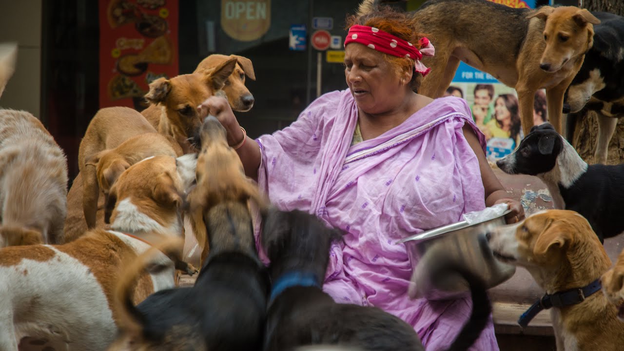 Puppy Love: The 'Dog Lady Of New Delhi’ Cares For 400 Strays
