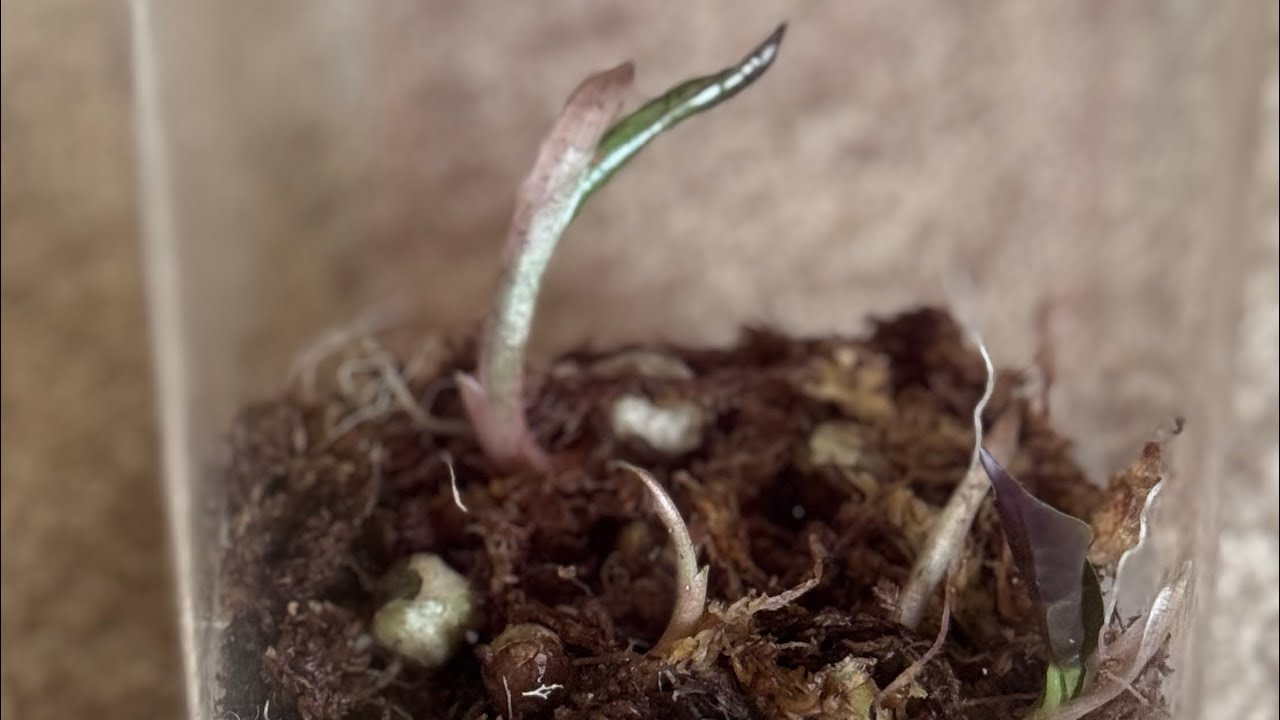 Alocasia Polly Corms!!! Successful rooting and sprouting 🌱 